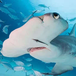 The Hammerhead Shark 图标